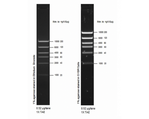 Маркер длин ДНК High DNA Mass Ladder, 6 фрагментов от 1000 до 10 000 п.н., 0,13 мкг/мкл, Thermo FS