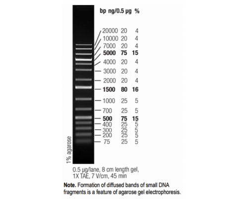Маркер длин ДНК GeneRuler 1 kb Plus, 15 фрагментов от 75 до 20000 п.н., готовый к применению, 1 мкг/мкл, Thermo FS