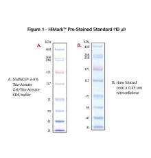 Маркеры белковые молекулярного веса, предокрашенные, HiMark, 30-460 кДа, Thermo FS